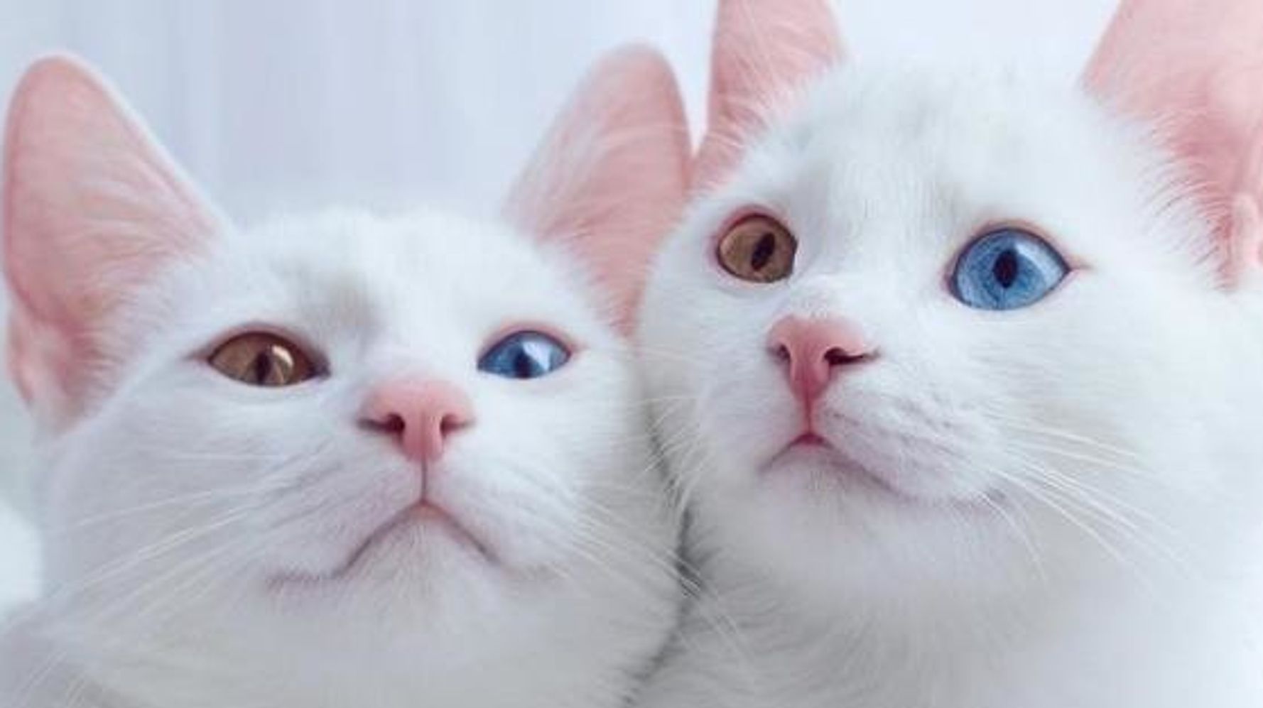 オッドアイの双子の猫 左右で色が違う神秘的な瞳 世界を魅了 画像集 ハフポスト Life