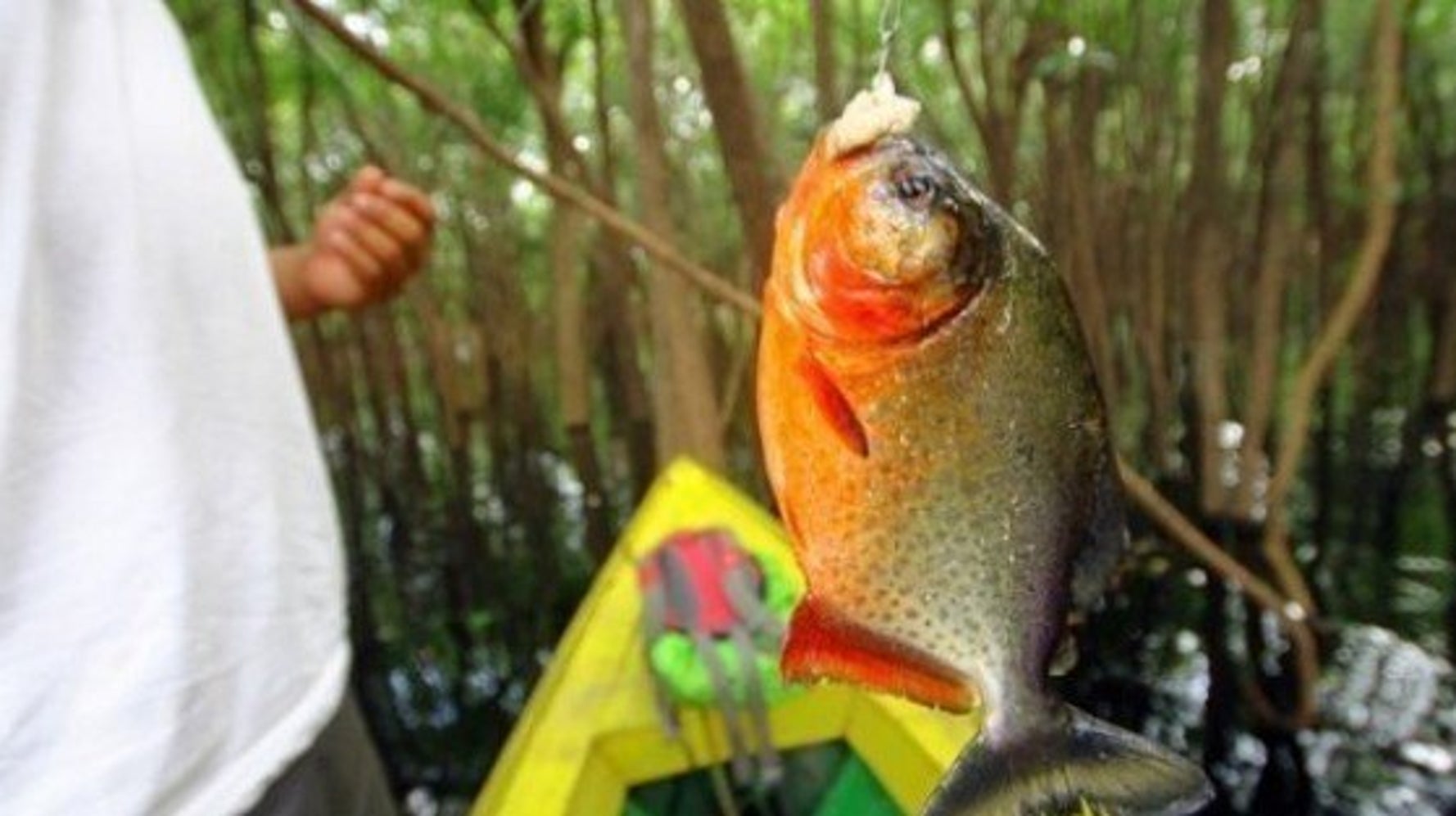 世界3周した旅人が体験したアマゾンの生活 人を食べるピラニアを逆に食べてやった ハフポスト Life 世界3周した旅人が体験したアマゾンの生活 人を食べるピラニアを逆に食べてやった ハフポスト Life