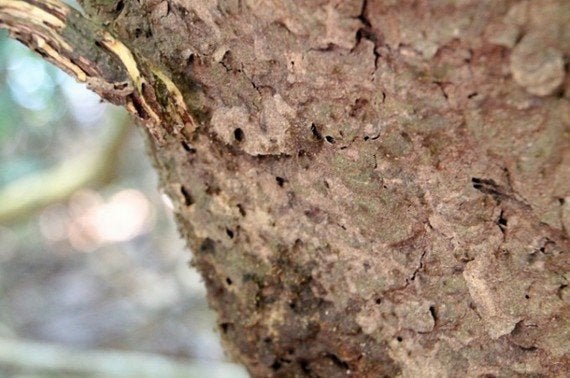 世界3周した旅人が体験したアマゾンの生活 人を食べるピラニアを逆に食べてやった ハフポスト Life