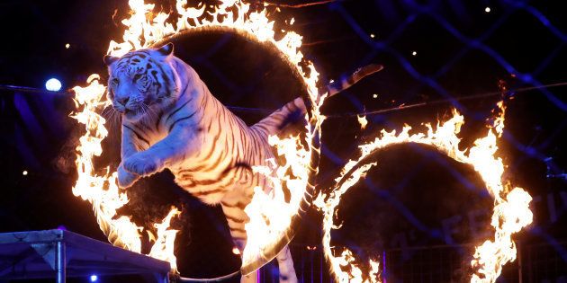 モナコ公国で開かれた「モンテカルロ国際サーカス・フェスティバル」で火の輪をくぐるトラ。動物にサーカスで芸をさせる国は次第に減ってきている＝2017年1月