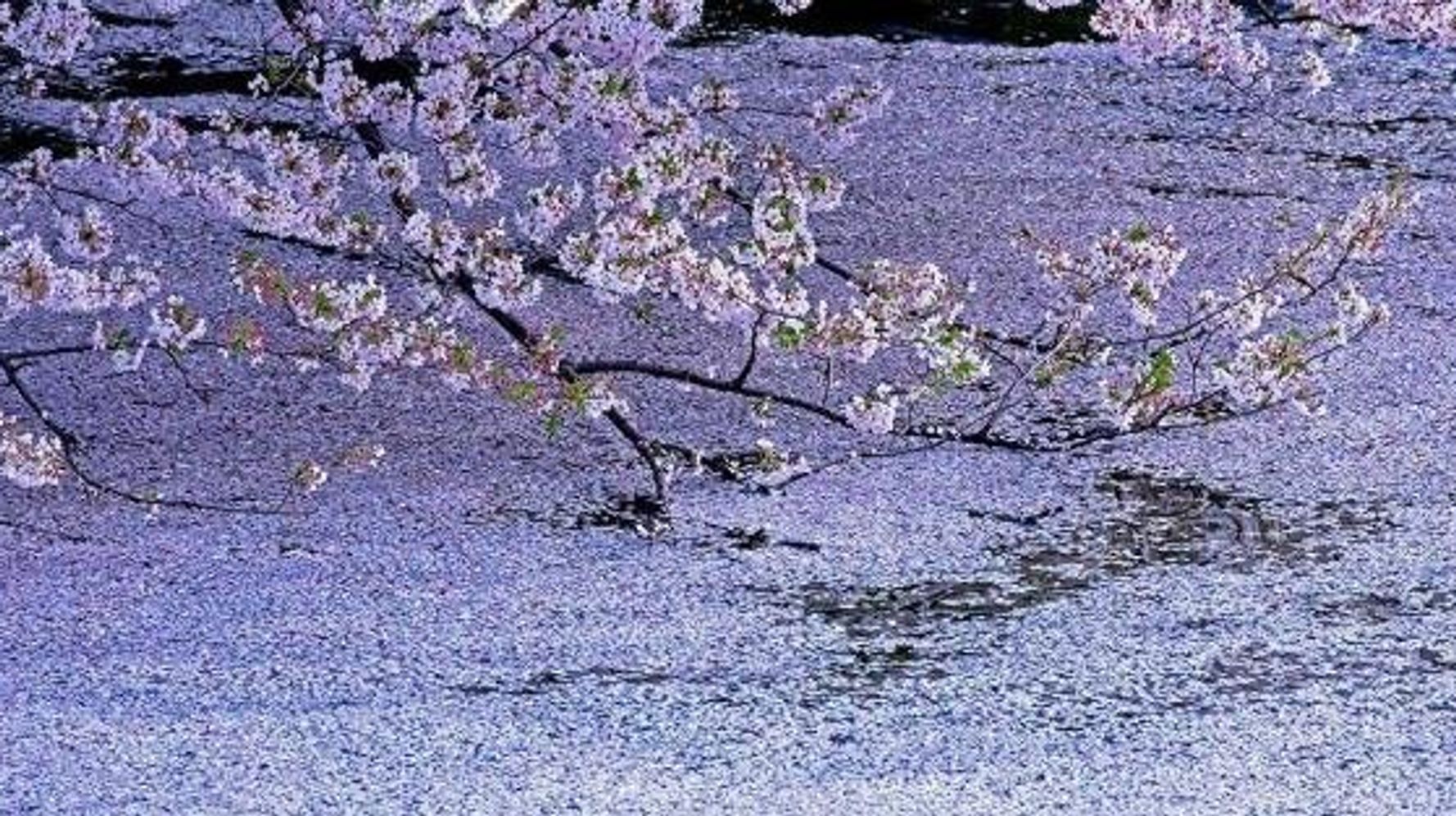 皇居 千鳥ヶ淵の桜が奇跡的に美しい ハフポスト Life