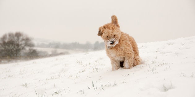 寒い日に犬を家の外につないでおくのは禁止 ペンシルバニアの新法律がペットに優しい ハフポスト