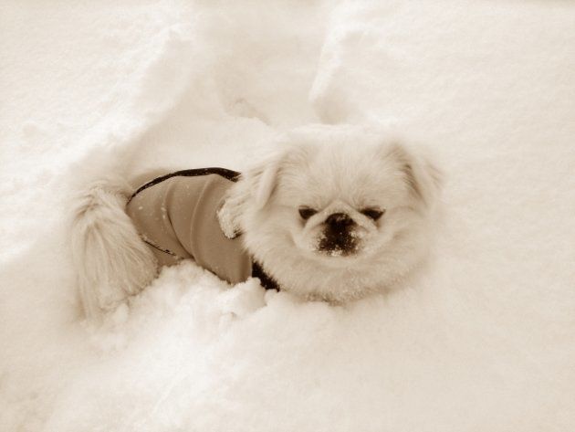 雪の中の犬（イメージ画像）