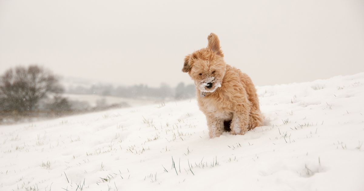 寒い日に犬を家の外につないでおくのは禁止 ペンシルバニアの新法律がペットに優しい ハフポスト