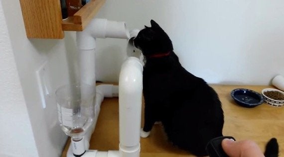 猫専用電動循環水飲み機 塩ビパイプで華麗に自作 ハフポスト Life 猫専用電動循環水飲み機 塩ビパイプで華麗に自作 ハフポスト Life
