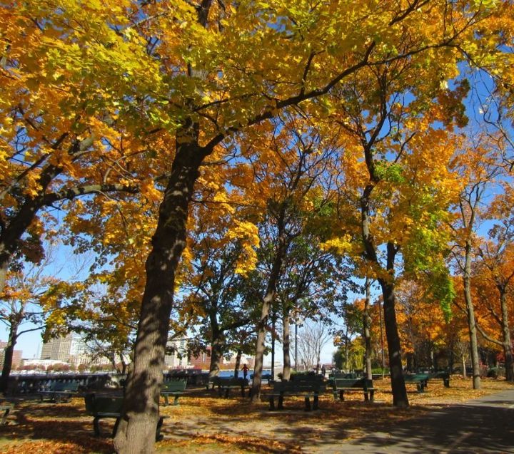 （ボストン、チャールズ川沿いの公園。2013年11月に訪問したとき、紅葉真っ盛りだった）