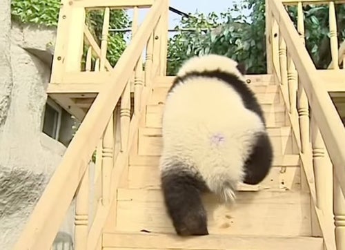 パンダたち、滑り台が楽しすぎて「わあああーー」（動画