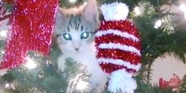ネコ Vs クリスマスツリーの戦いは終わらない 動画 ハフポスト World