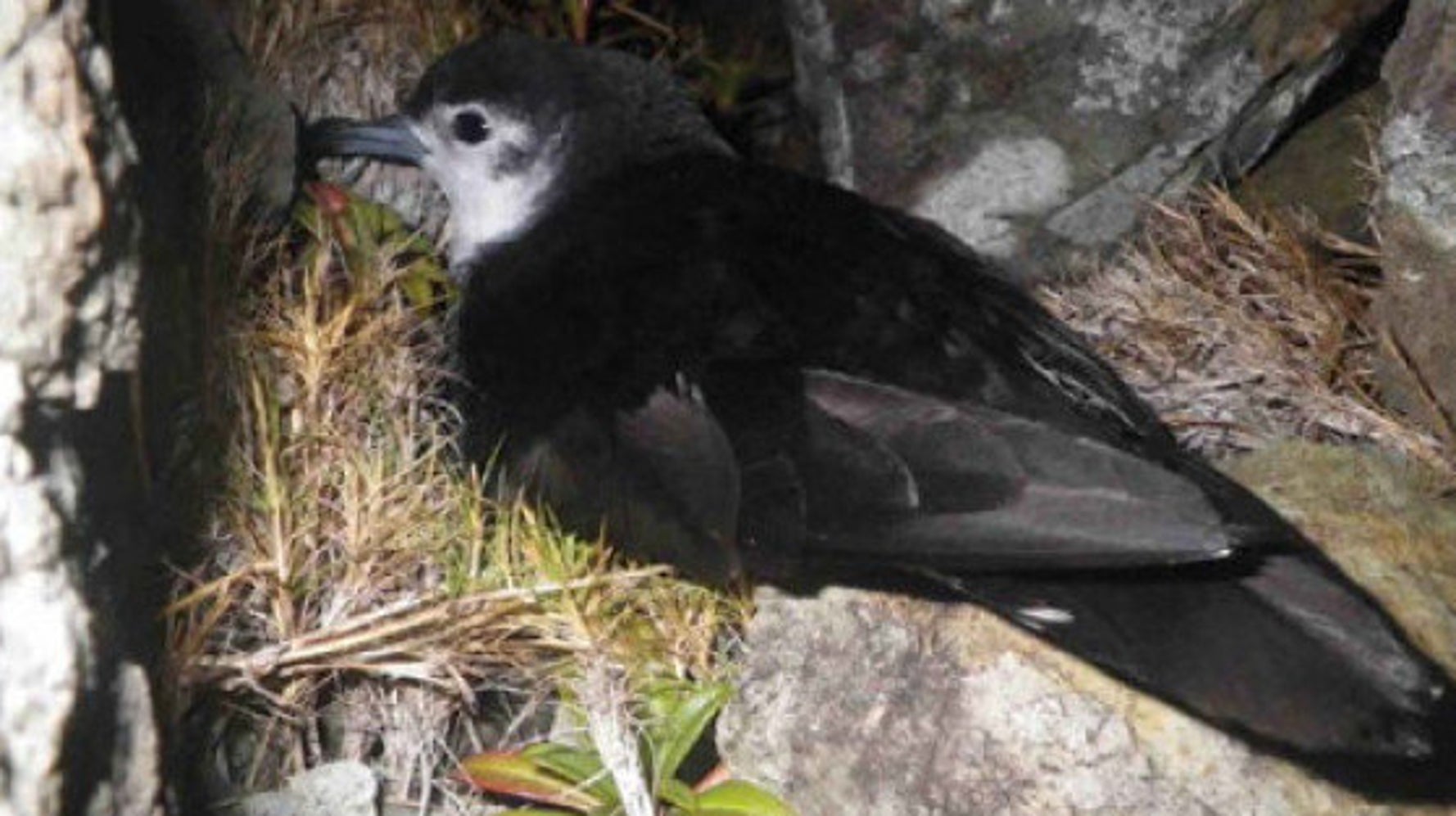幻の希少海鳥の営巣地を小笠原で発見 ハフポスト Life 幻の希少海鳥の営巣地を小笠原で発見 ハフポスト Life