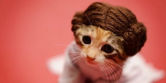 「スター・ウォーズ」と人気ドラマのオリジナルを超えた子猫たち(画像)