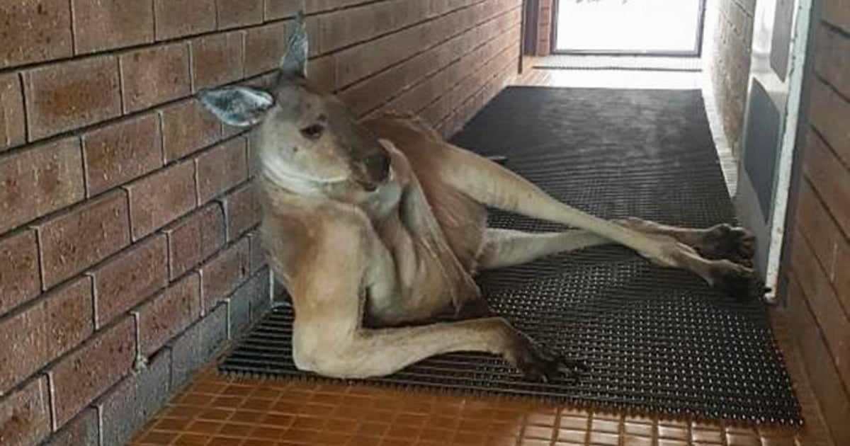 寝っ転がっているカンガルーがあまりにセクシーでネット驚愕 画像 ハフポスト 寝っ転がっているカンガルーがあまりにセクシーでネット驚愕 画像 ハフポスト