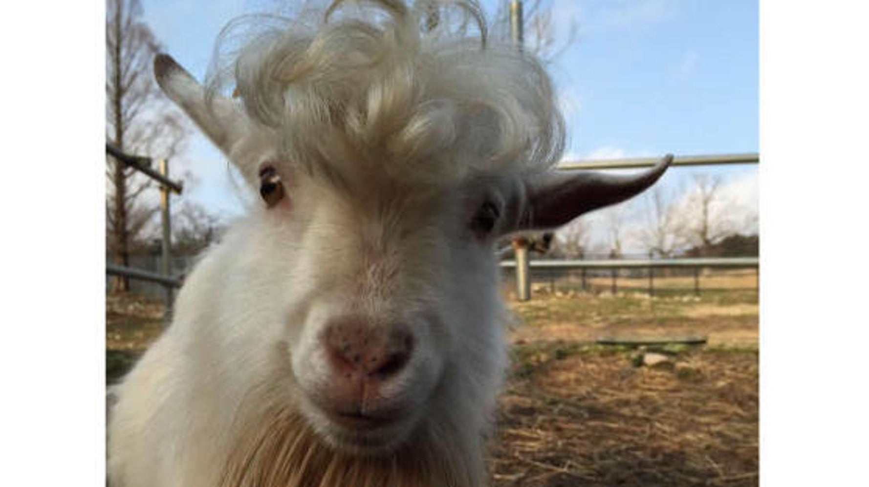 ダンディーすぎるヤギが山口にいた 実は自分でヘアセットした 秋吉台サファリランド ハフポスト Life