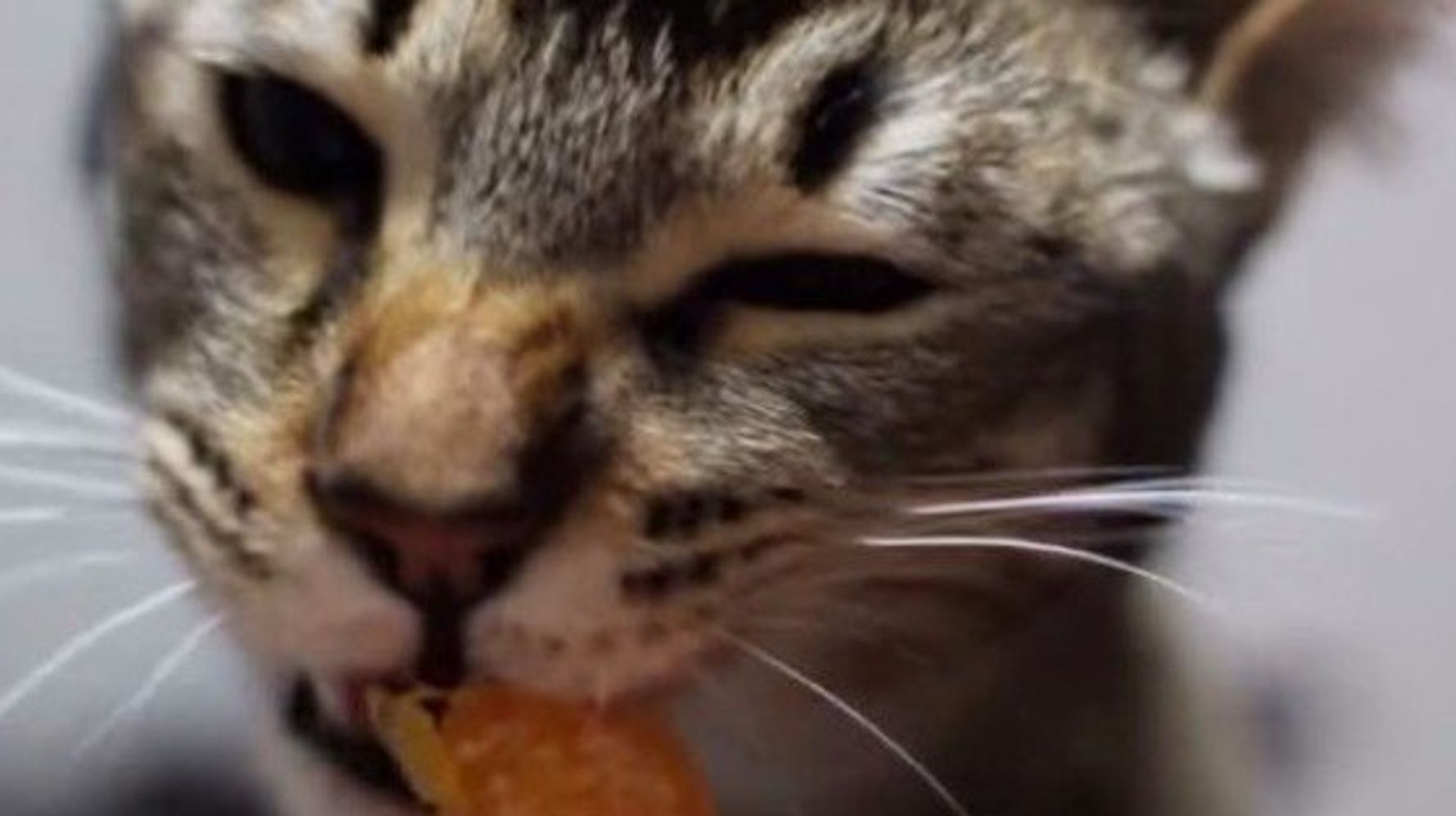 ガブリとみかんを食べる猫 そのおいしさに猫目を細める ハフポスト Life