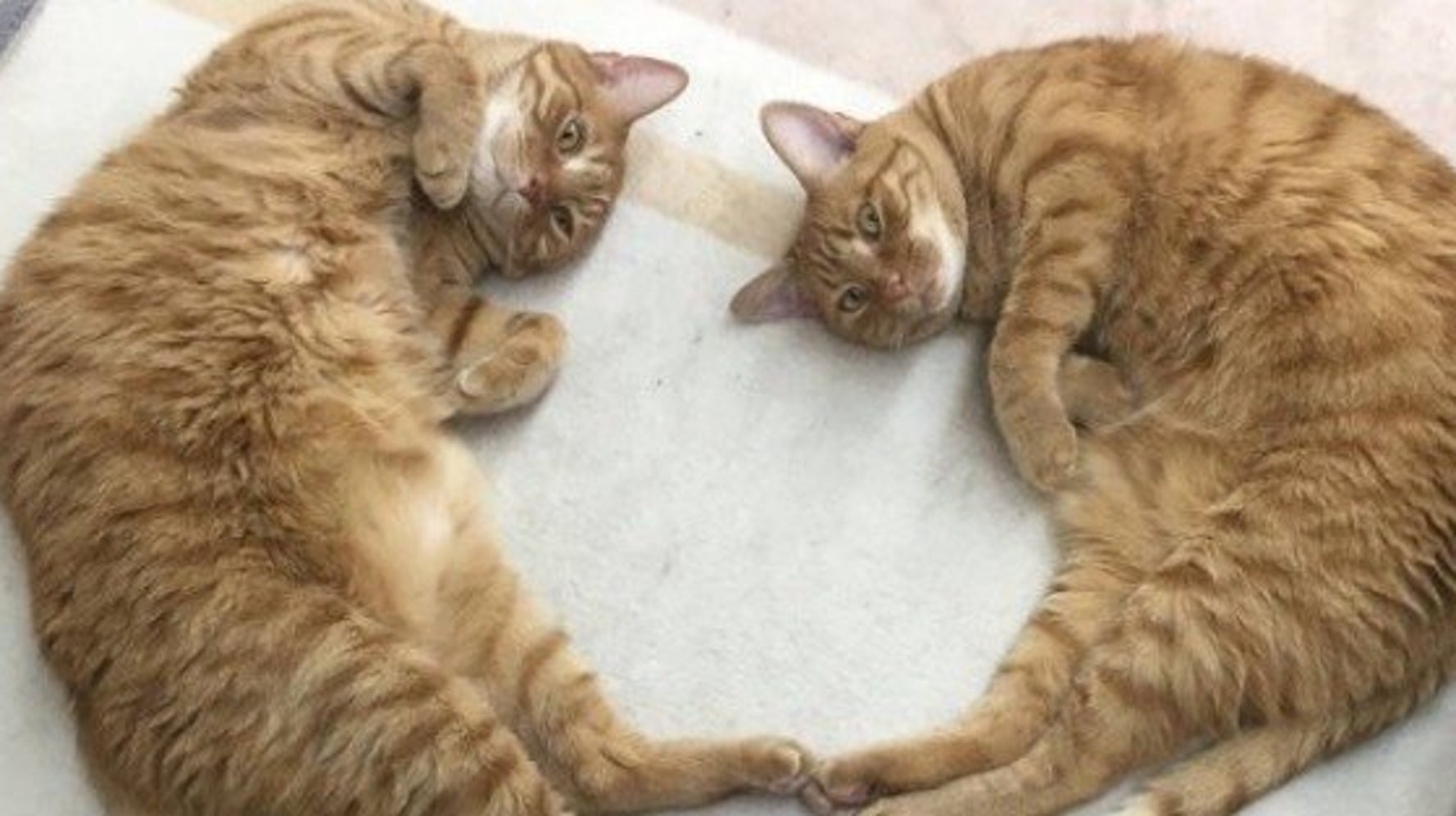 「猫が好きなこと」が応募資格となる会社が台東区に存在 ハフポスト LIFE