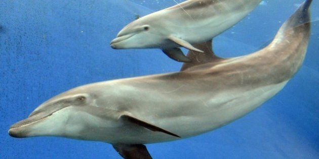 A baby bottle nose dolphin, born last month, swims close to his mother at the Hakkeijima Sea Paradise aquarium in Yokohama, suburban Tokyo on June 7, 2011. AFP PHOTO / Yoshikazu TSUNO (Photo credit should read YOSHIKAZU TSUNO/AFP/Getty Images)