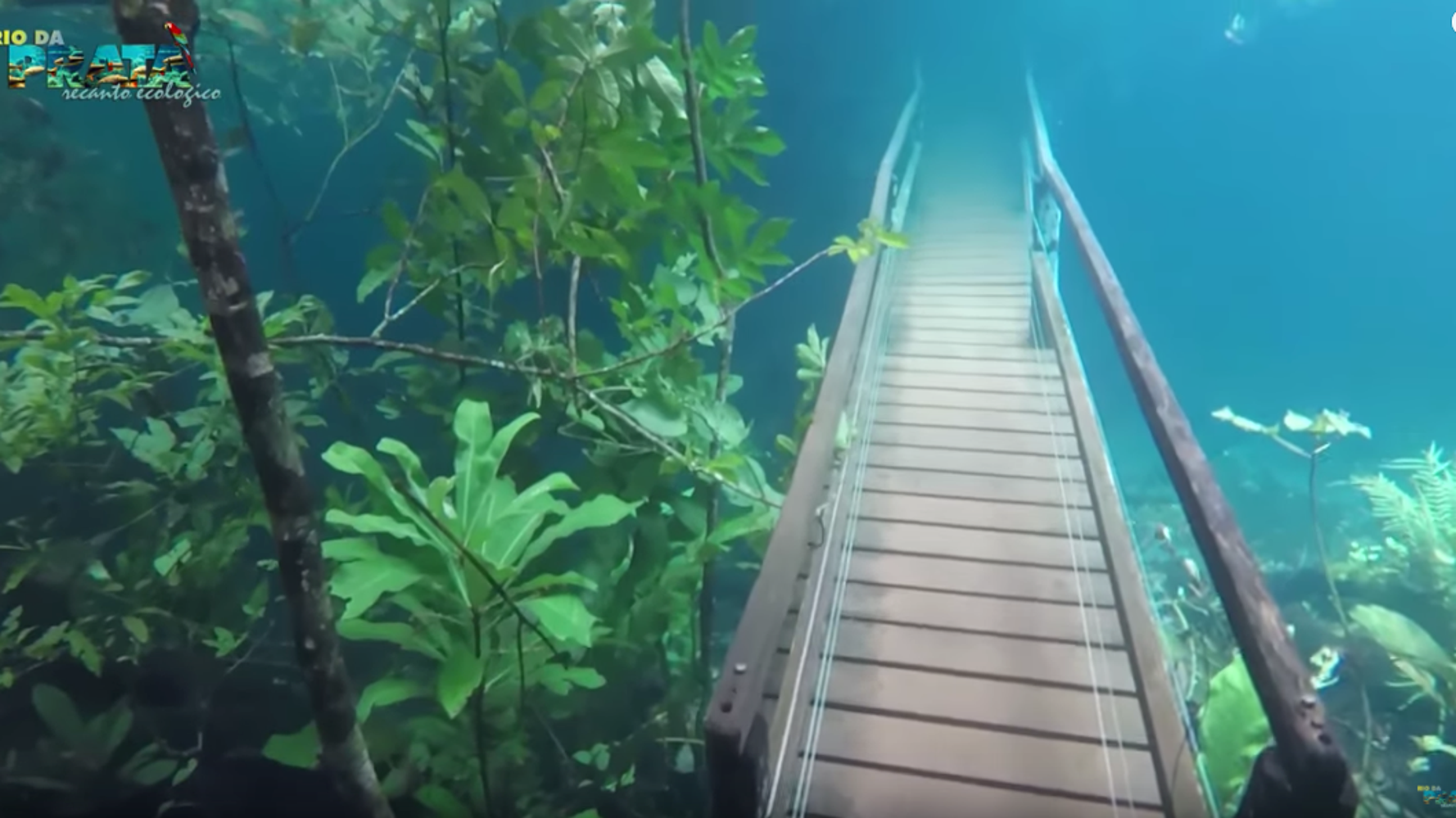 まるで水中都市を散歩しているみたい 水没したハイキングコースを魚たちが泳ぐ 動画 ハフポスト World