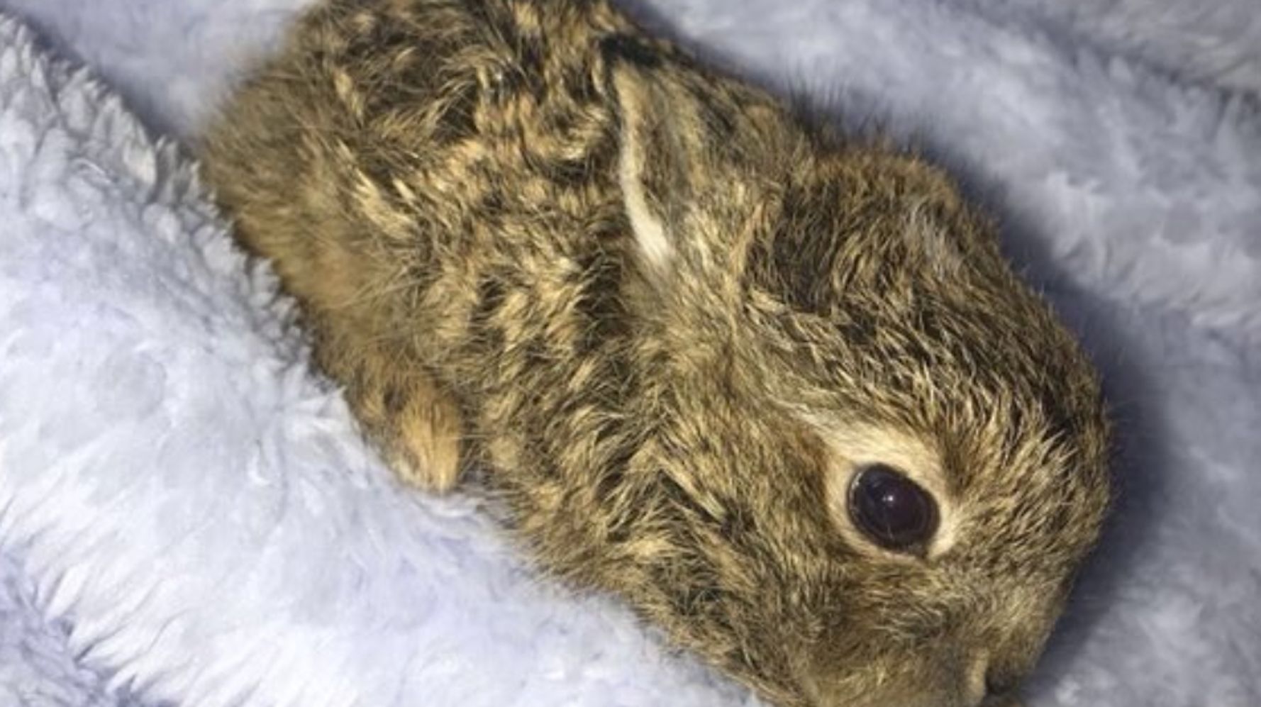 大雪のダブリン空港で野生の赤ちゃんウサギが保護 Twitterに公開された姿が愛くるしい ハフポスト