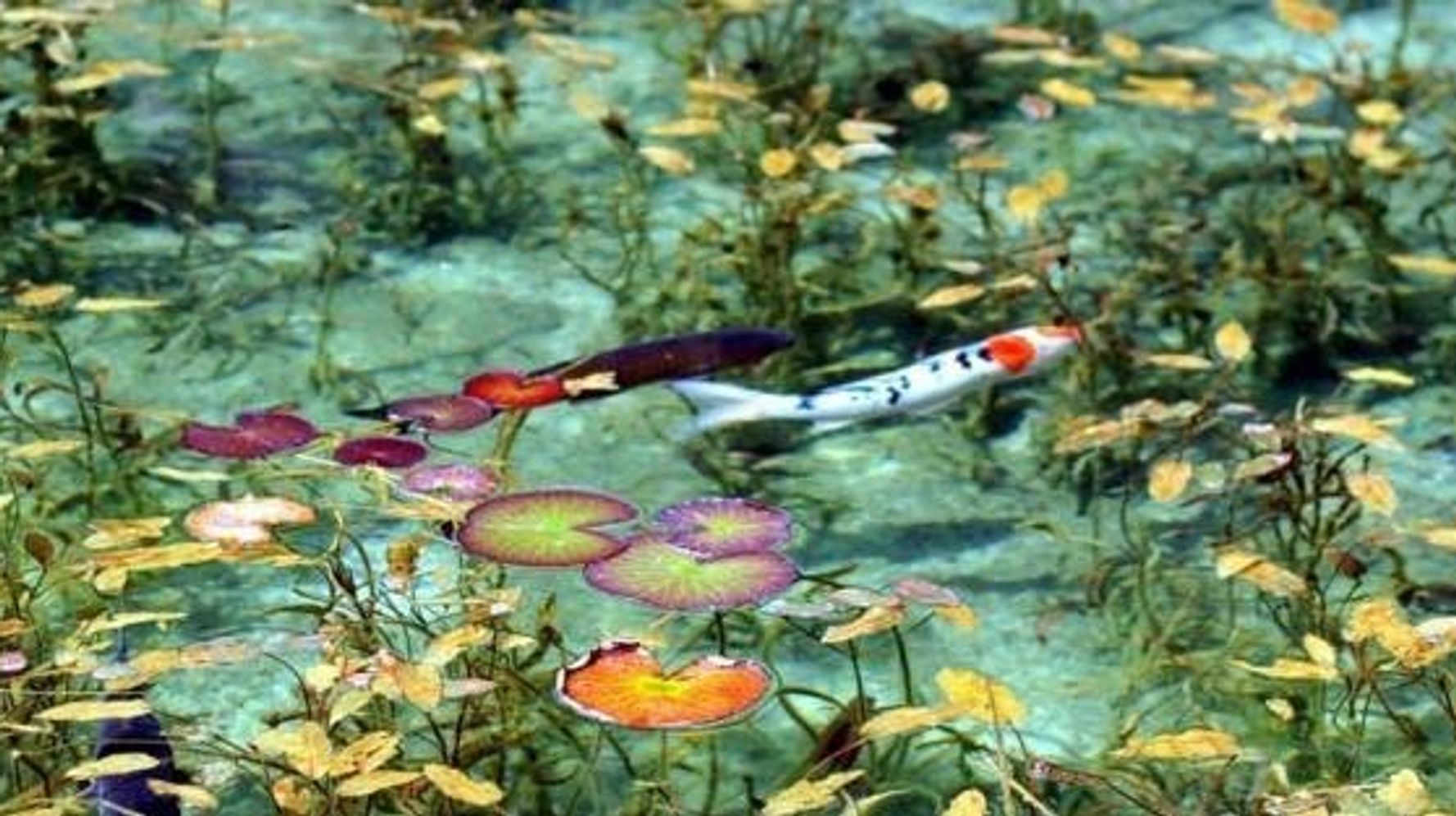 モネの池】岐阜の名もなき池が、名画「睡蓮」そっくりの美しさ（画像・動画） | ハフポスト LIFE