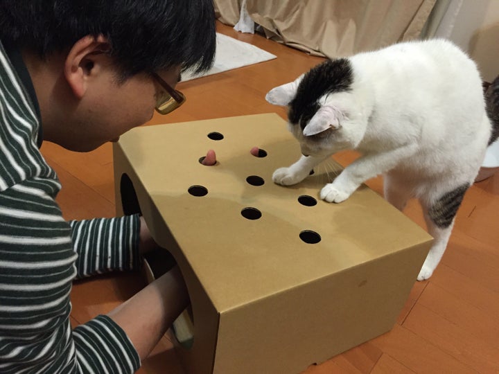 猫の日 0 2秒で夢中 猫もぐらたたきbox 可愛いで終わらない保護プロジェクト 画像 ハフポスト Life