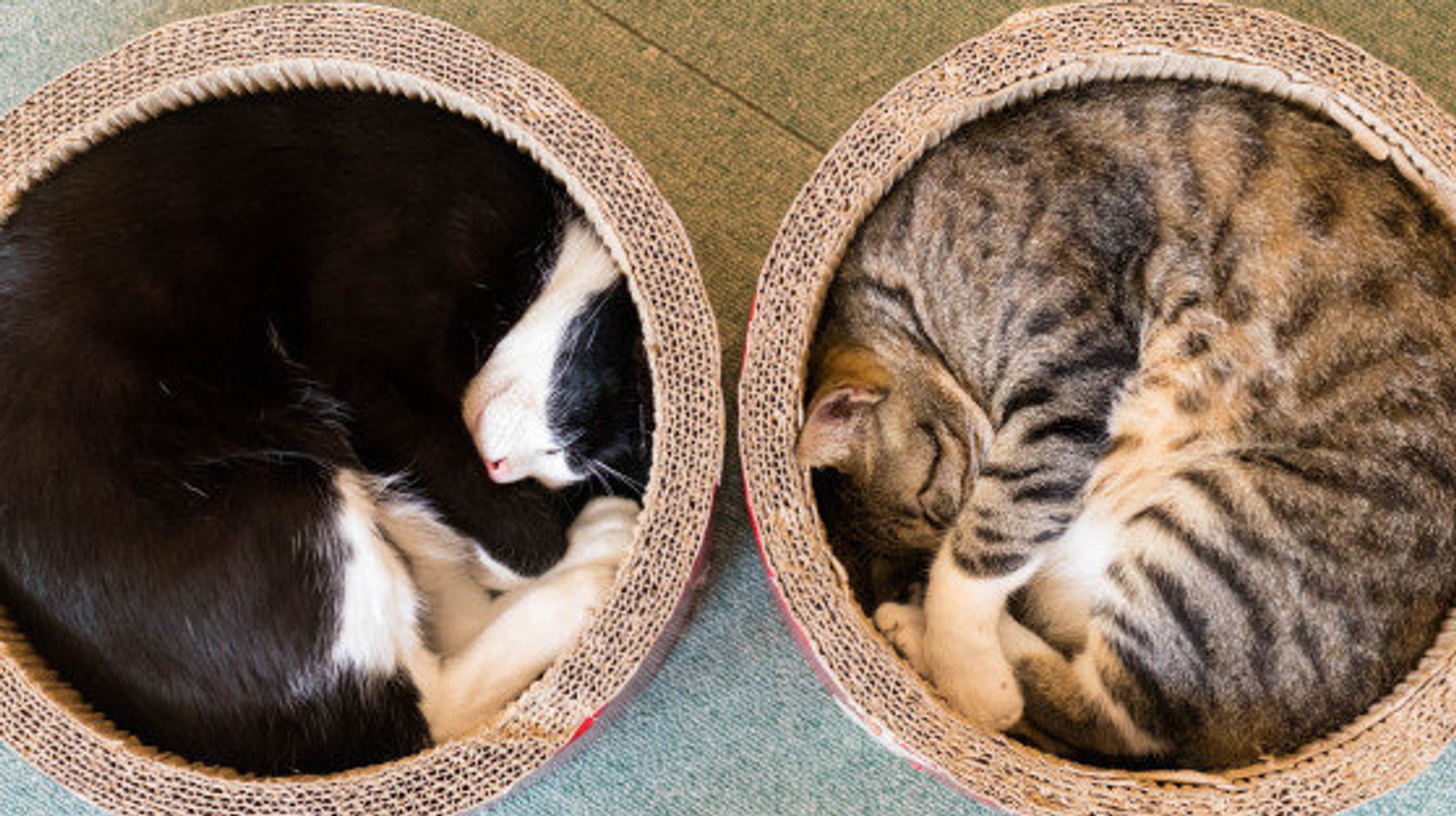丸まって寝る猫たちを見ていると こっちまで眠くなるの 画像集 ハフポスト Life