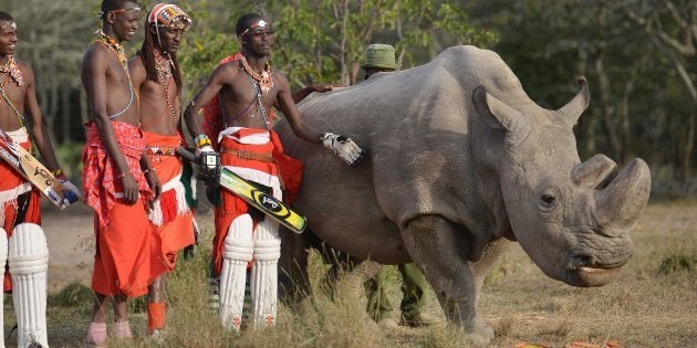 保護活動に協力したマサイ族のクリケット選手らと並ぶスーダン（2017年6月撮影）