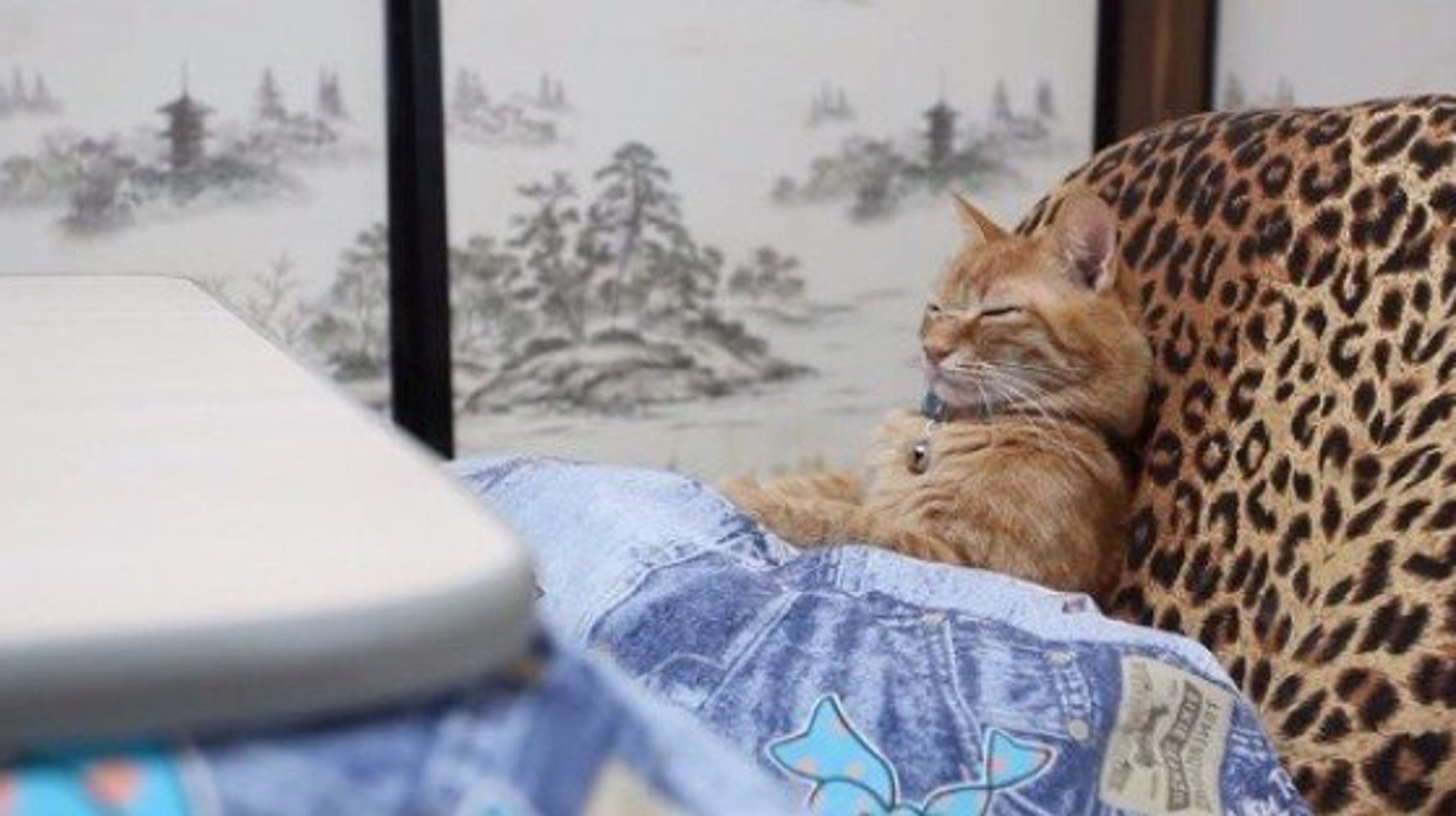 コタツにあたり眠るトラ猫 ヒョウ柄座椅子がよく似合う ハフポスト Life