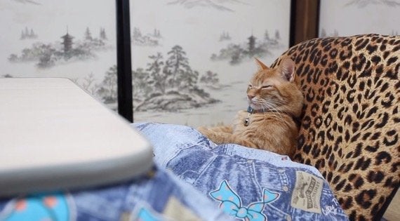 コタツにあたり眠るトラ猫 ヒョウ柄座椅子がよく似合う ハフポスト Life