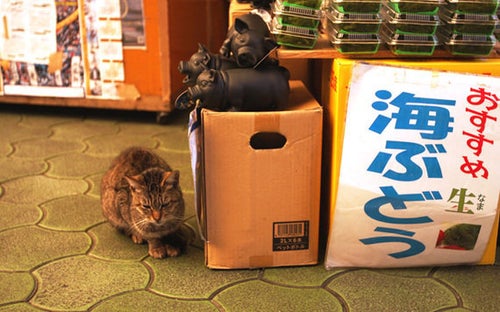 ニャ