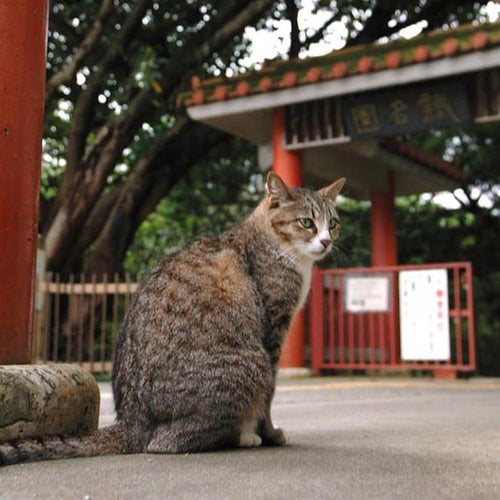 Amazon.co.jp: 癒やしの空間 センチメンタル 猫 ネコ 夕陽 沖縄