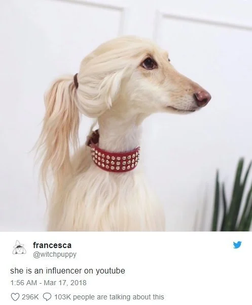 犬の横顔が にそっくりだとtwitterで話題に ハフポスト