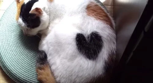 瞑想猫(*≧∀≦*) ヅラ猫　ハート♡柄 5c632f74230000ed0221ec39.jpeg?