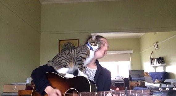 弾き語るお姉さんを邪魔する猫、許さざるを得ないエンディングに 