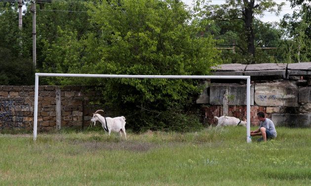 ゴールの周りをヤギが歩いている。ロシア・クリミア半島にて。