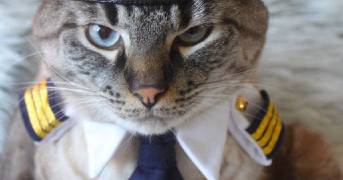 Боевой кот. Кот в фуражке. Кот в форме. Кот в форме. Еот в полицейской форме.