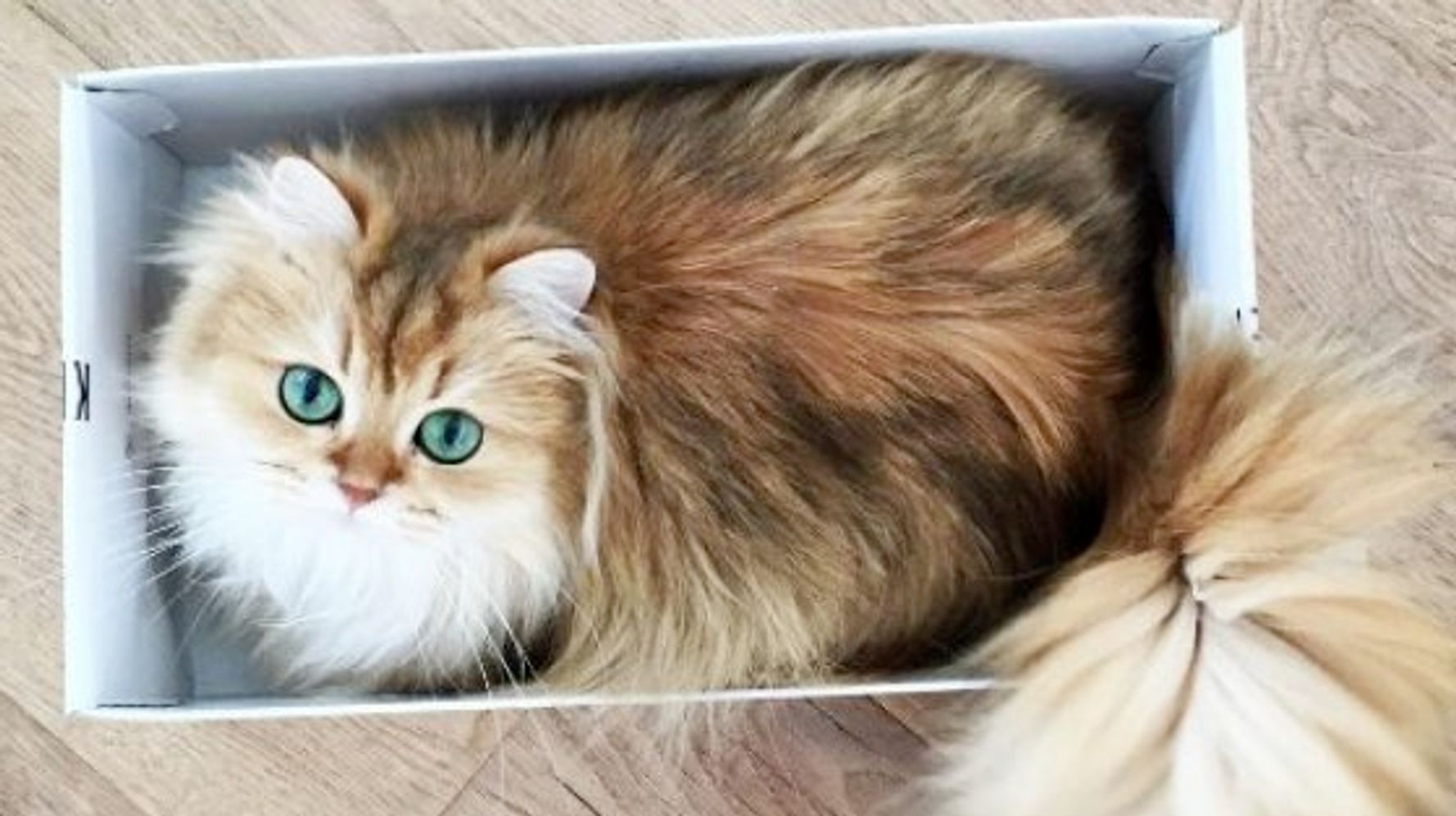 誠実さ 厚さ 検証 世界 一 可愛い 猫 の 写真 Tubenclosure Org