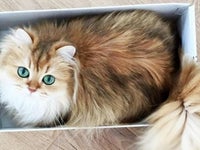 この猫 世界で一番可愛い かも 画像集 ハフポスト Life