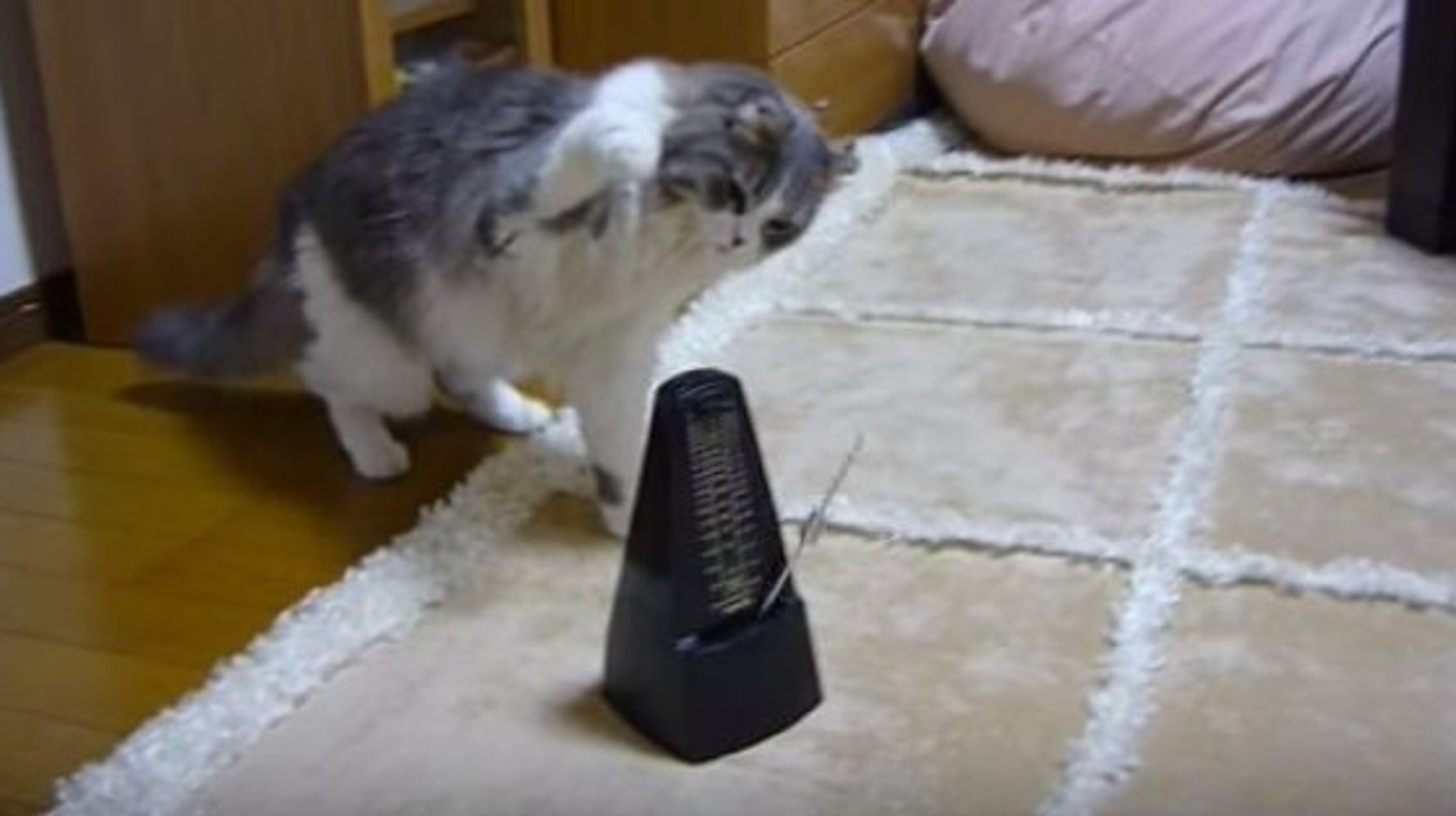 これはニャンだ メトロノームにびっくりする猫が可愛すぎる 動画 ハフポスト Life