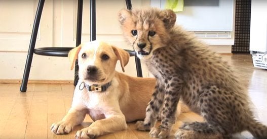チーターとわんこ とってもなかよし 画像 動画 ハフポスト Life チーターとわんこ とってもなかよし 画像 動画 ハフポスト Life