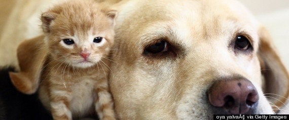チーターとわんこ とってもなかよし 画像 動画 ハフポスト Life チーターとわんこ とってもなかよし 画像 動画 ハフポスト Life