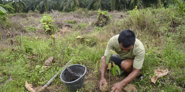 This photo taken on August 6, 2017 shows a worker from the Leuser Conservation Forum or Forum Konservasi Leuser (FKL) replanting tree saplings as oil palm trees are seen in the background in the Aceh Tamiang area of Aceh province.FKL members cleared some 400 hectares of illegal palm oil trees within the Leuser Ecosystem area, home to endangered wildlife such as orangutans, Sumatran tigers and elephants. / AFP PHOTO / CHAIDEER MAHYUDDIN (Photo credit should read CHAIDEER MAHYUDDIN/AFP/Getty Images)