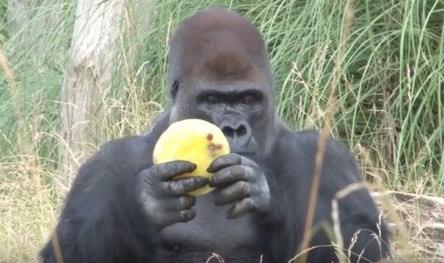 動物園のゴリラたち アイスで暑さを乗り越える 暑いのは人間だけじゃないよ ハフポスト