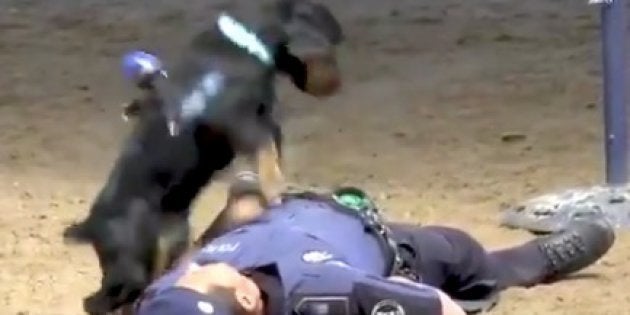 心臓マッサージの訓練をする警察犬ポンチョ