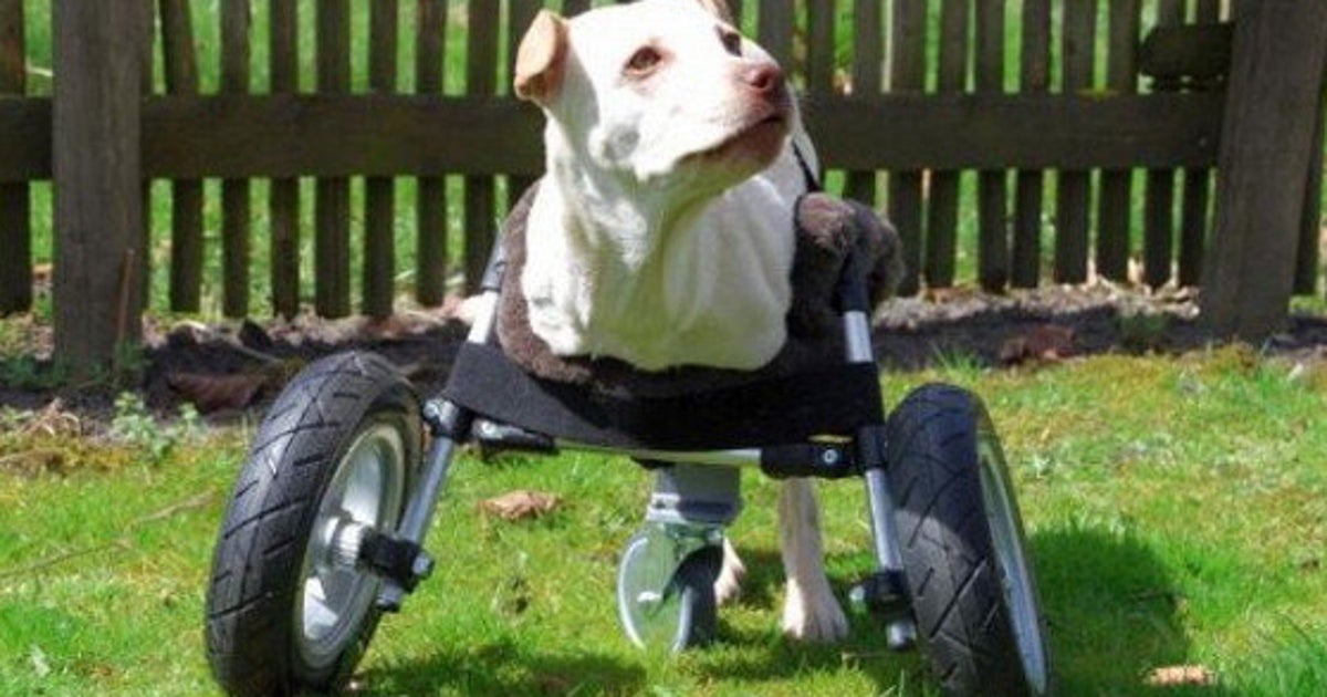 まるでサイボーグ犬 3dプリンタで造られた犬用車椅子がすごい 動画 ハフポスト まるでサイボーグ犬 3dプリンタで造られた犬用車椅子がすごい 動画 ハフポスト