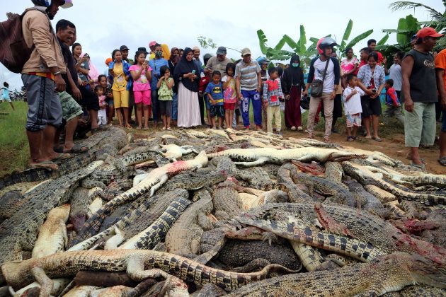 Local residents look at the carcasses of hundreds of crocodiles from a farm after they were killed by angry locals following the death of a man who was killed in a crocodile attack in Sorong regency, West Papua, Indonesia July 14, 2018 in this photo taken by Antara Foto. Picture taken July 14, 2018. Antara Foto/Olha Mulalinda /via REUTERS ATTENTION EDITORS - THIS IMAGE WAS PROVIDED BY A THIRD PARTY. MANDATORY CREDIT. INDONESIA OUT. NO COMMERCIAL OR EDITORIAL SALES IN INDONESIA.