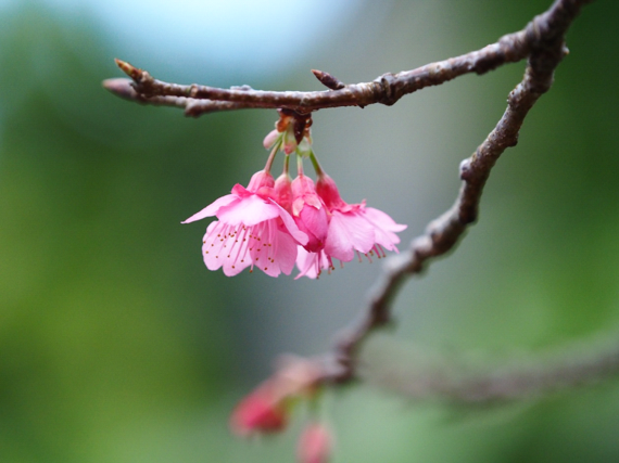 冬の沖縄 早くも 桜 と ひまわり が開花 ハフポスト Life