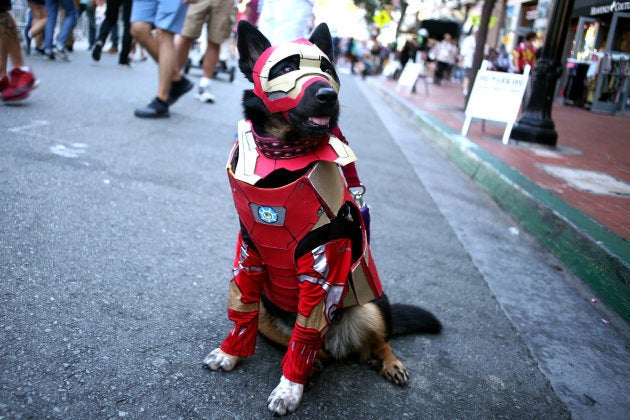 「アイアンマン」のコスプレをする犬