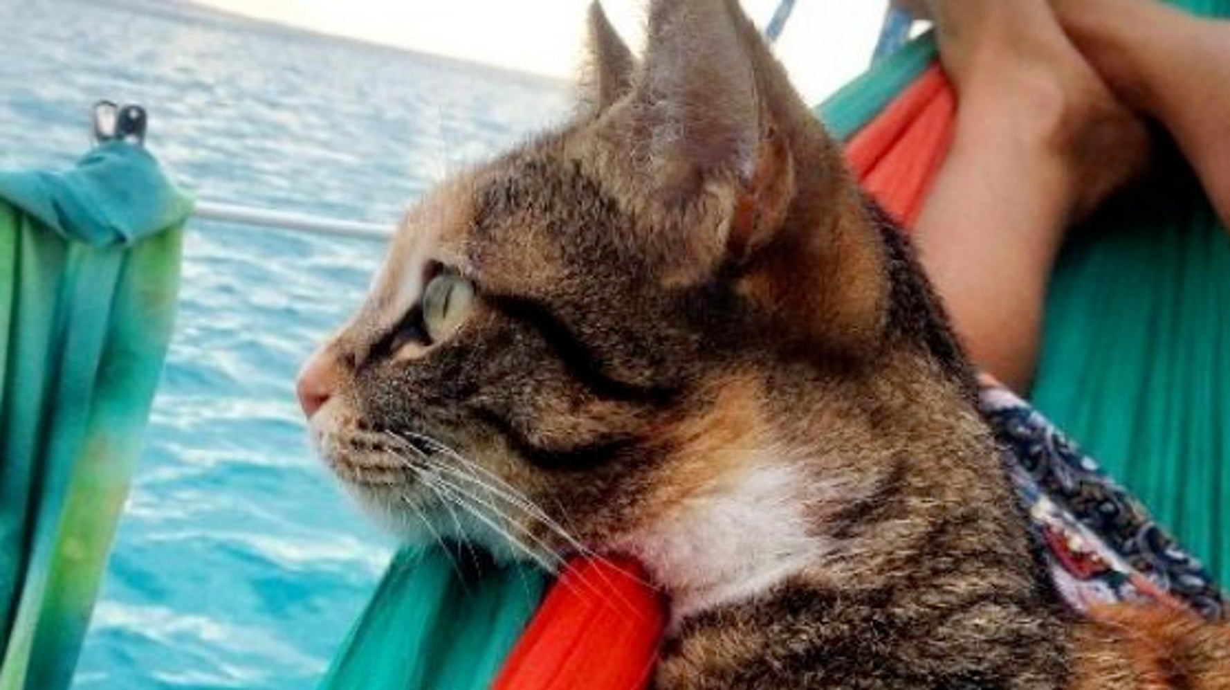 こんな暮らしをしてみたい 猫のアメリアは 世界の海を旅しているよ ハフポスト Life