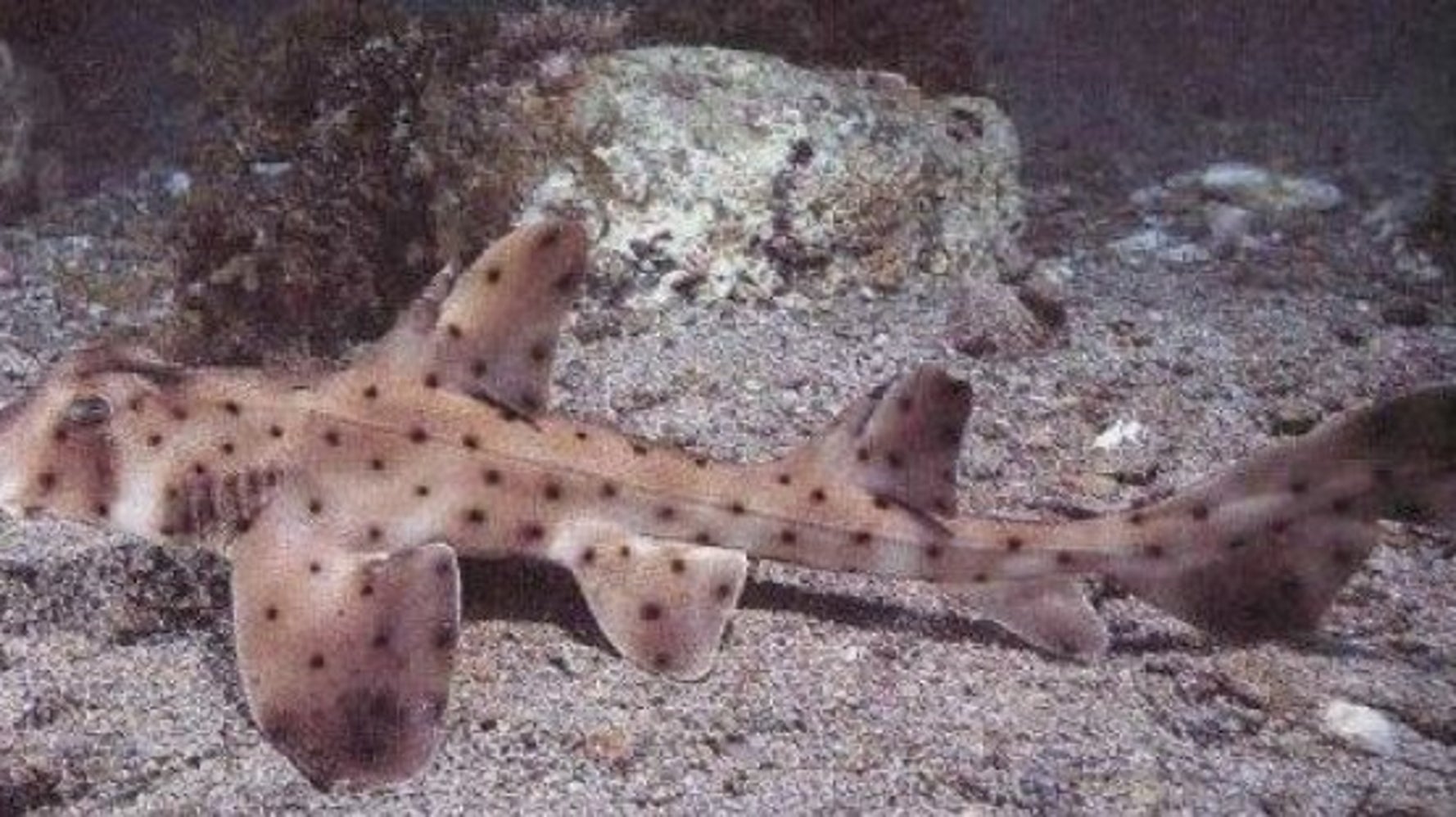 ベビーカーで誘拐された サメの赤ちゃん 水族館に無事に戻る 一体何が起きたのか ハフポスト World