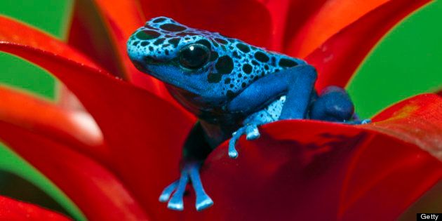 Dendrobates azureus is a type of poison dart frog found in the forests surrounded by the Sipaliwini savannah, which is located in southern Suriname and northern to central Brazil. Dendrobates azureus is widely known as the Blue Poison Dart Frog or by its Tirio Indian name, Okopipi.