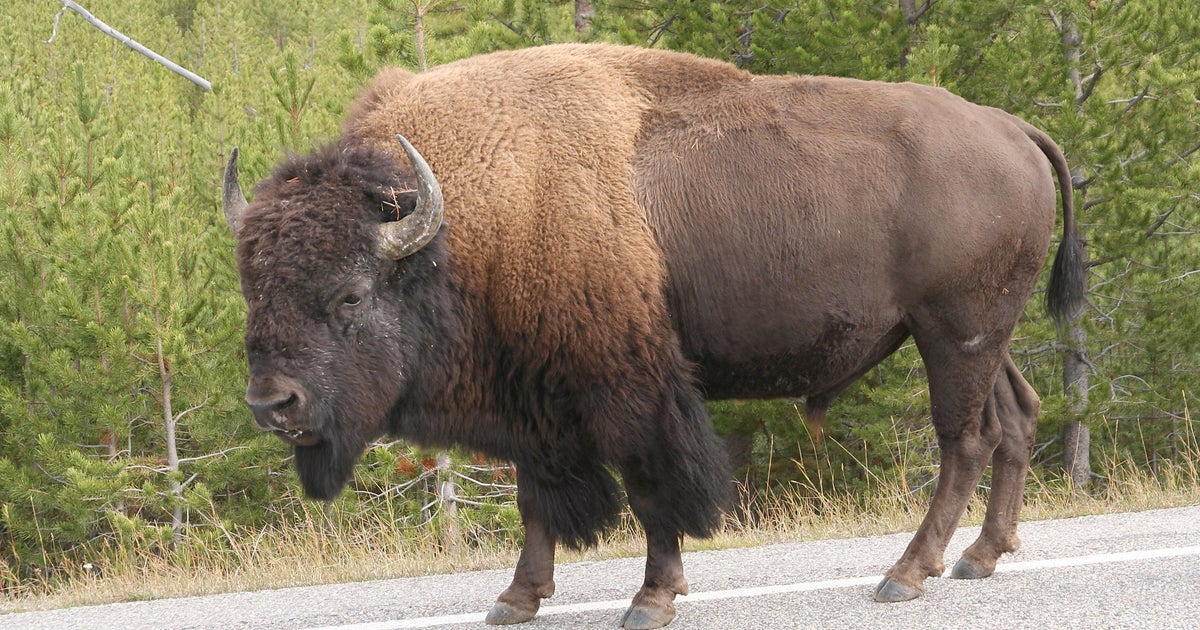闘牛士のつもり 野生のバイソンを挑発した男が逮捕される 動画 ハフポスト
